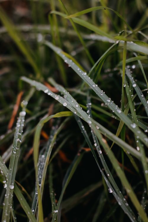Free A detailed view of fresh morning dew draped on green grass blades, capturing nature's tranquility. Stock Photo