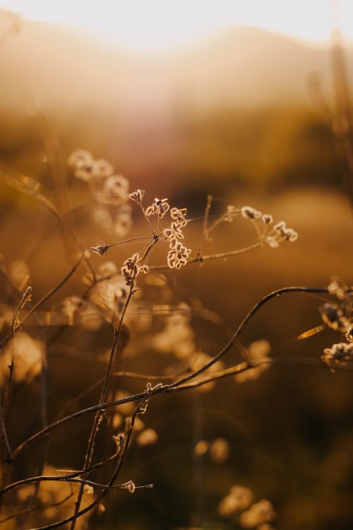 Free Captivating golden hour in an autumn meadow featuring dried wildflowers and warm hues. Stock Photo