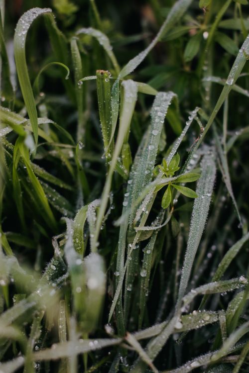 Free Detailed view of grass with morning dew drops, showcasing fresh and natural beauty. Stock Photo