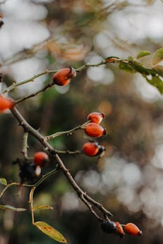 Detailed shot of red rose hips on a thorny branch with a blurred natural background.