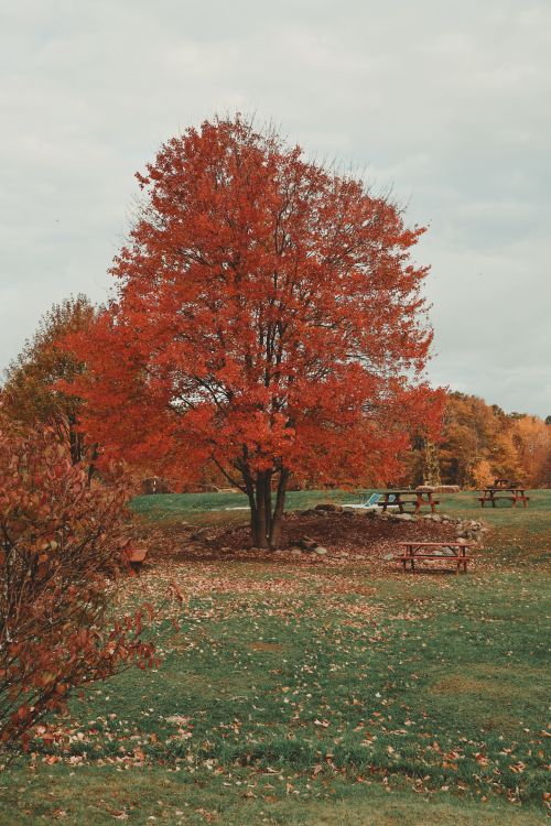 Free Vibrant red maple tree in a tranquil autumn park setting with fallen leaves and benches. Stock Photo