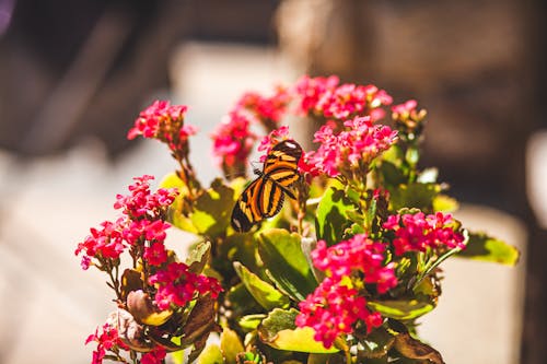 Butterfly on Flowers