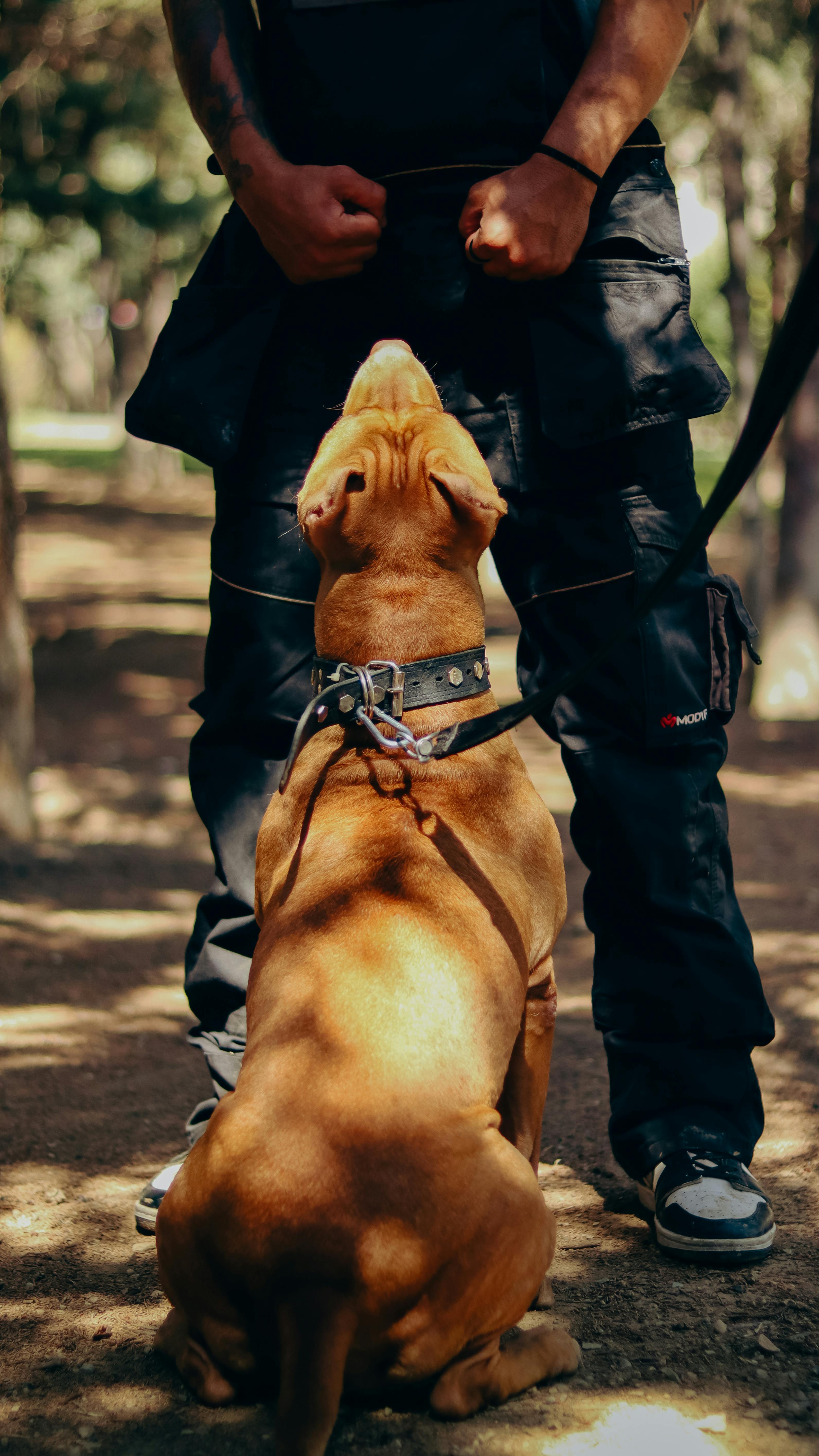 Dog trainer wearing arm guard during protection training