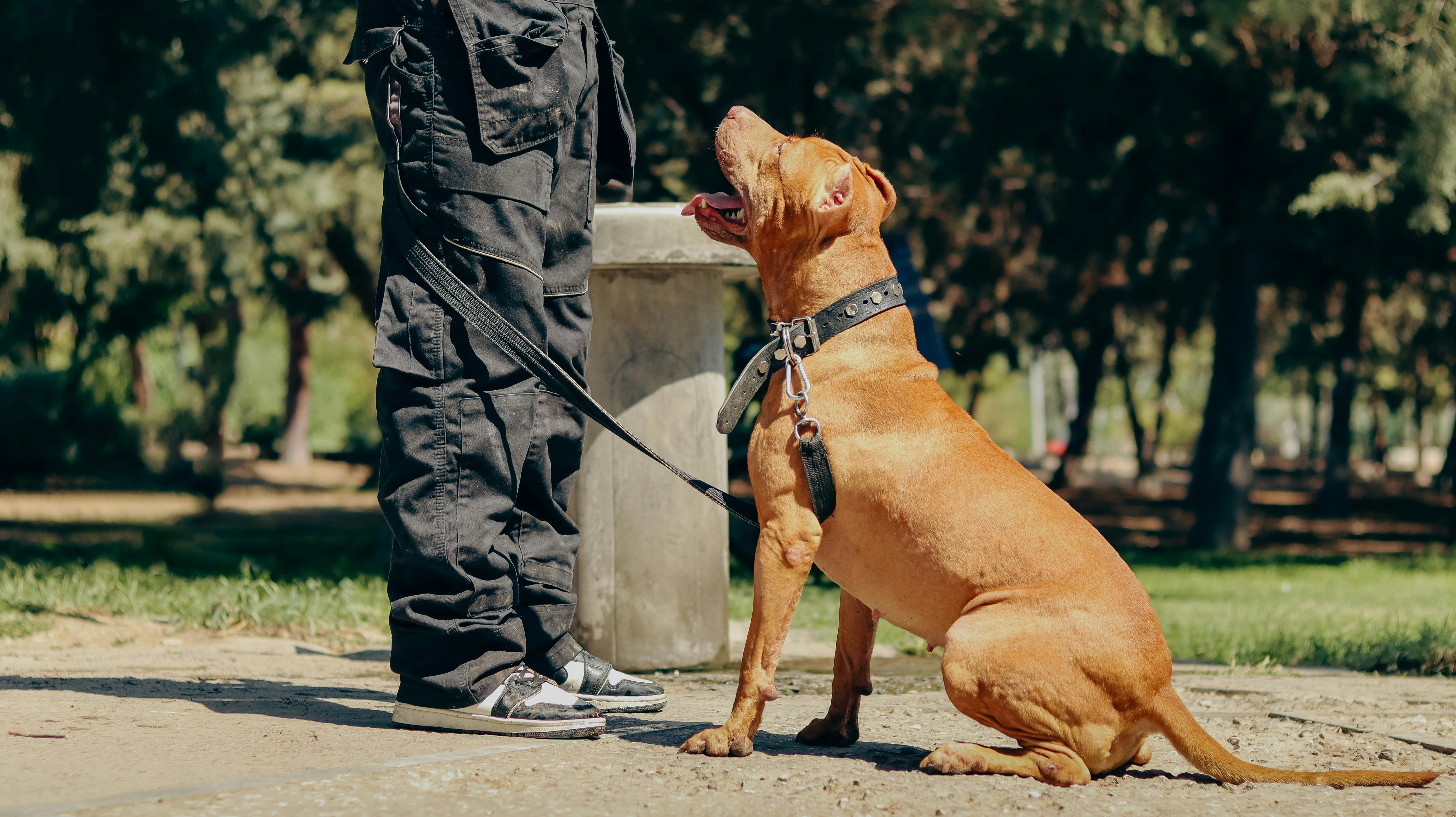 American Pit Bull Terrier on a Leash