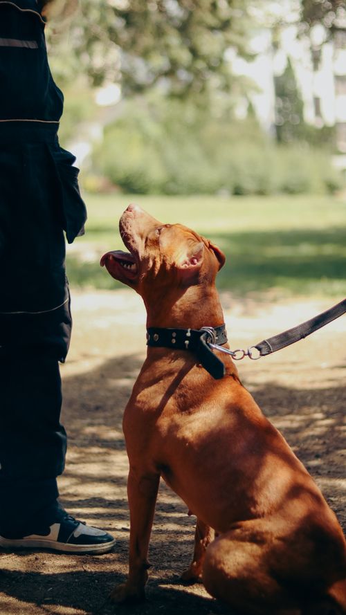 Dog on leash during a training evaluation