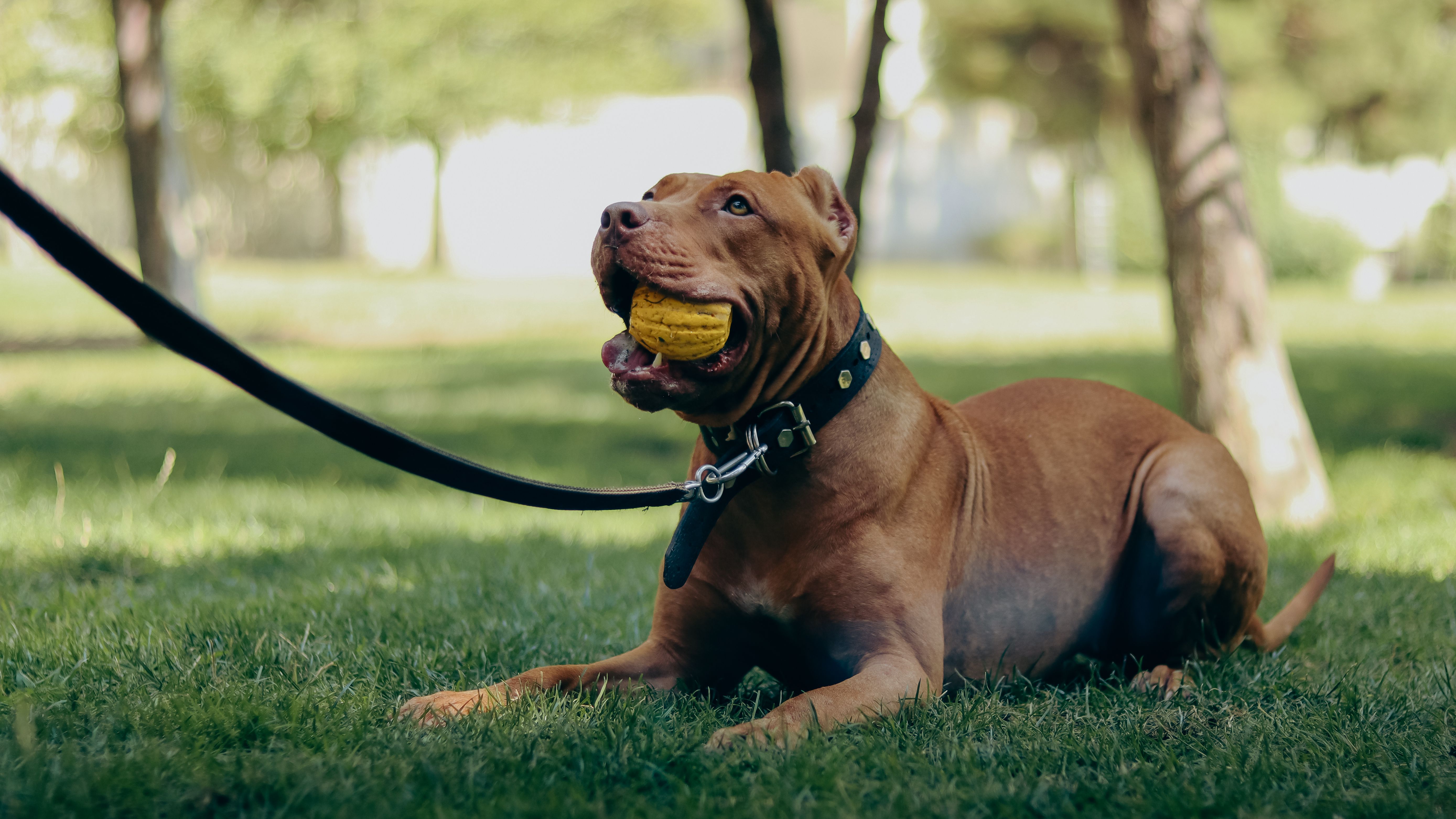 Retractable Dog Leash for Large Dogs: Safety Essential or Dangerous Mistake?
