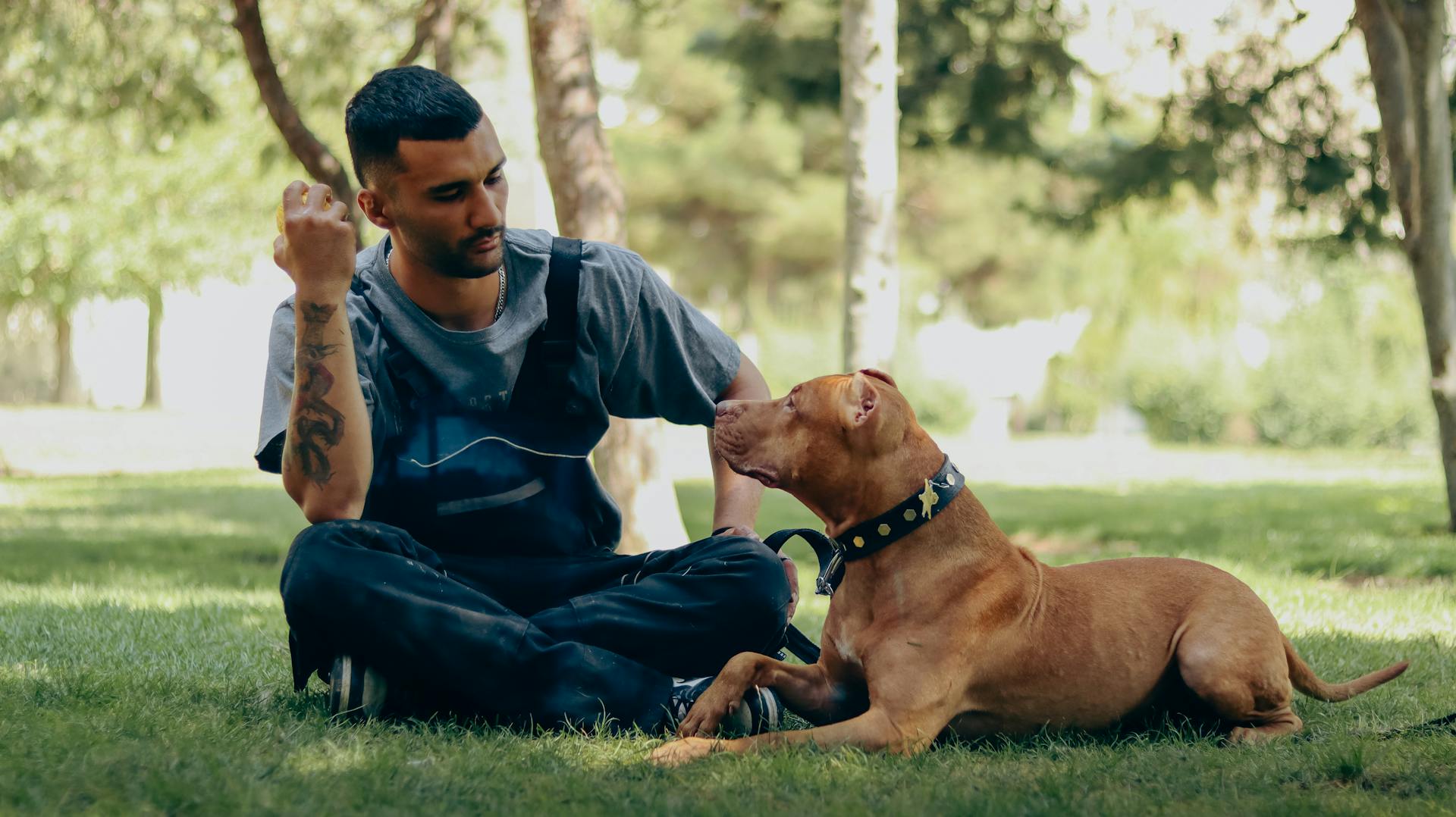 Mannen sitter på gräset med en amerikansk pitbullterrier