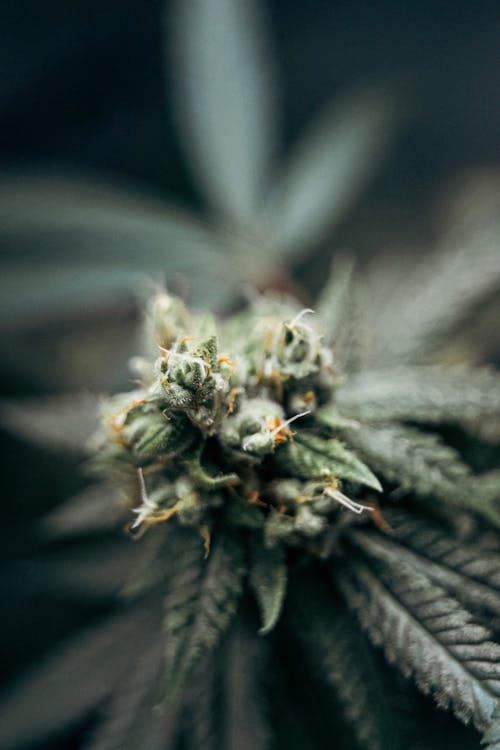 Close-up of Cannabis Flowers and Leaves 