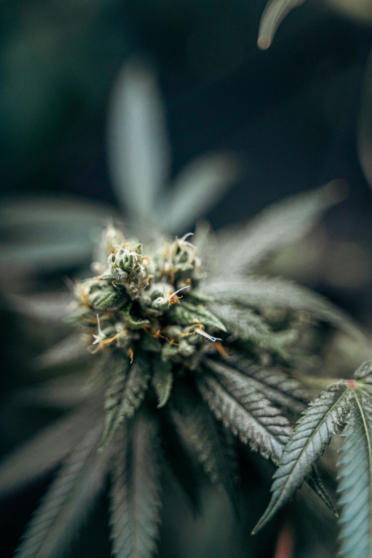 Close-up of hemp flower and leaves, the plant source of CBD subject to total THC testing