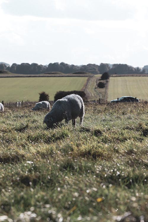 View of Sheep Grazing on a Pasture 