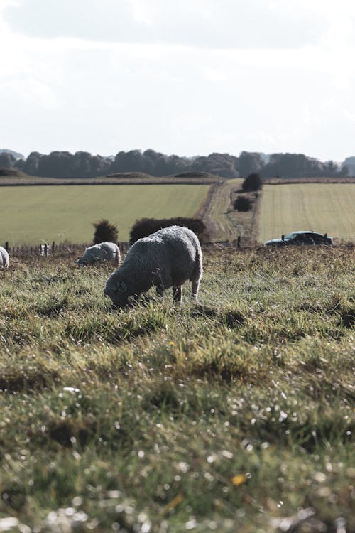 Kostenloses Stock Foto zu außerorts, bauernhof, feld