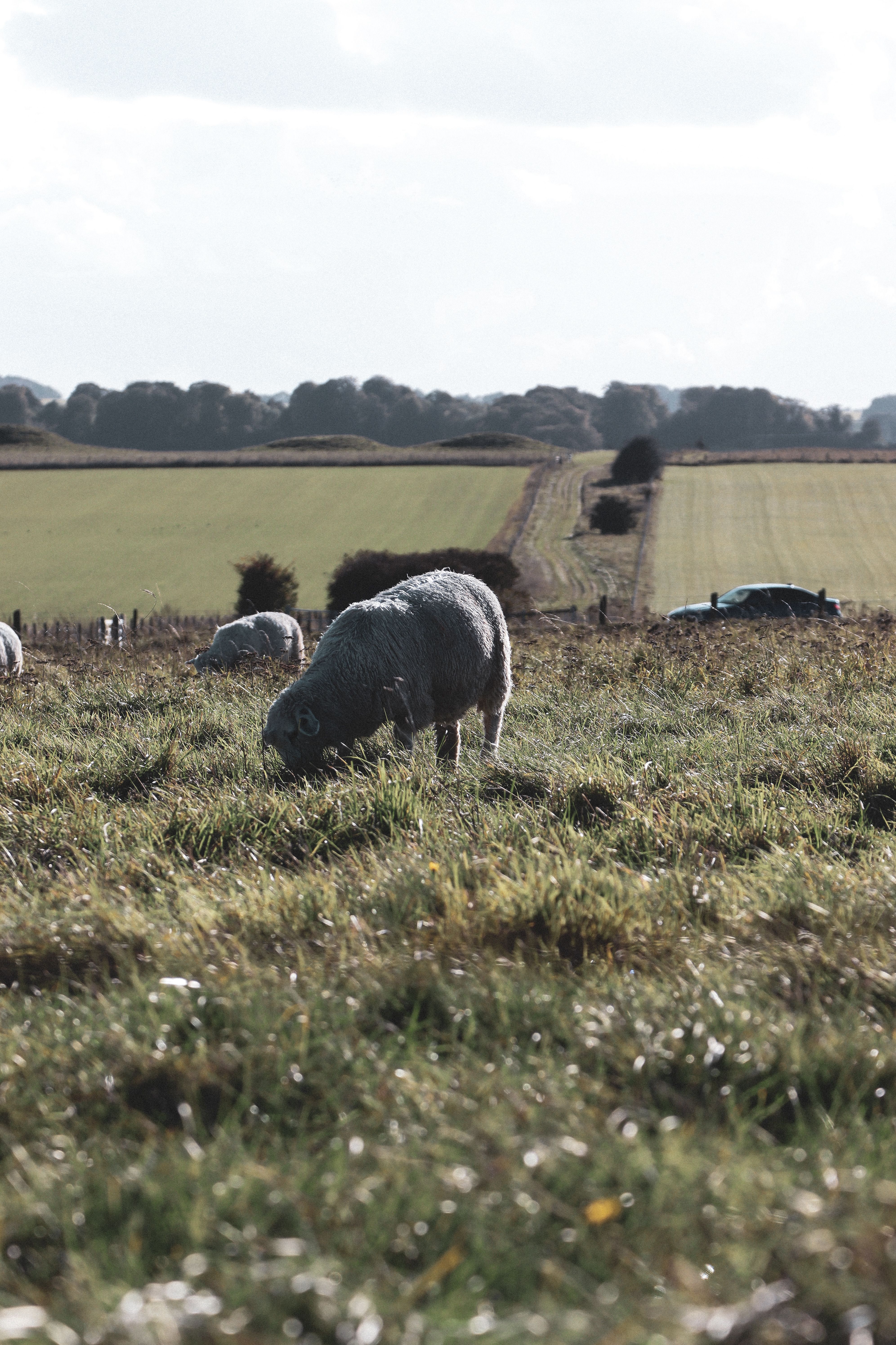 View of Sheep Grazing on a Pasture · Free Stock Photo