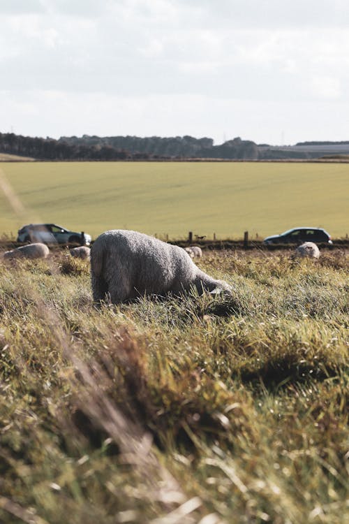 Darmowe zdjęcie z galerii z gospodarstwo, lato, owca