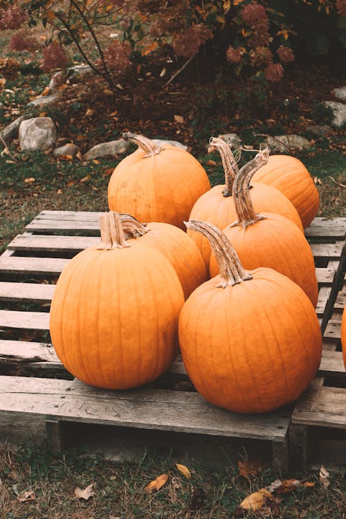 Orange Pumpkins Lying on a Wooden Pallet 