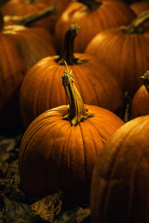 Close-up of Orange Pumpkins Lying on the Ground 