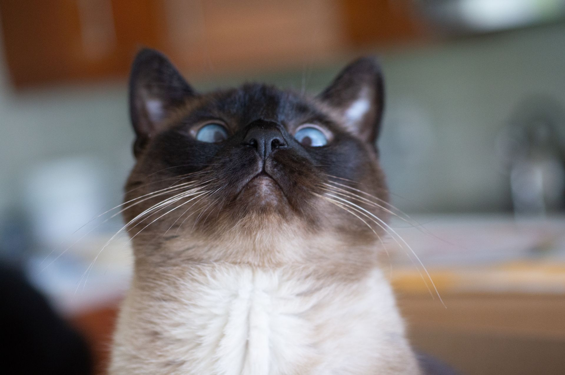 A captivating close-up of a Siamese cat with blue eyes looking upwards indoors.