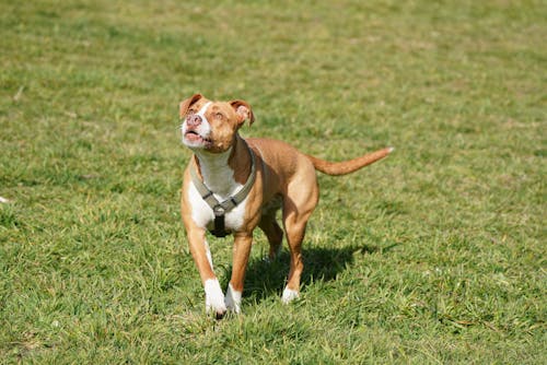 A Brown and White Pit Bull Dog on a Grass Field 