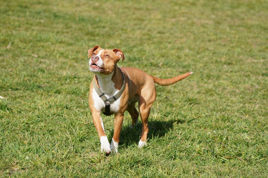 Meet the Bullenbeisser: A Comprehensive Guide to the Breed