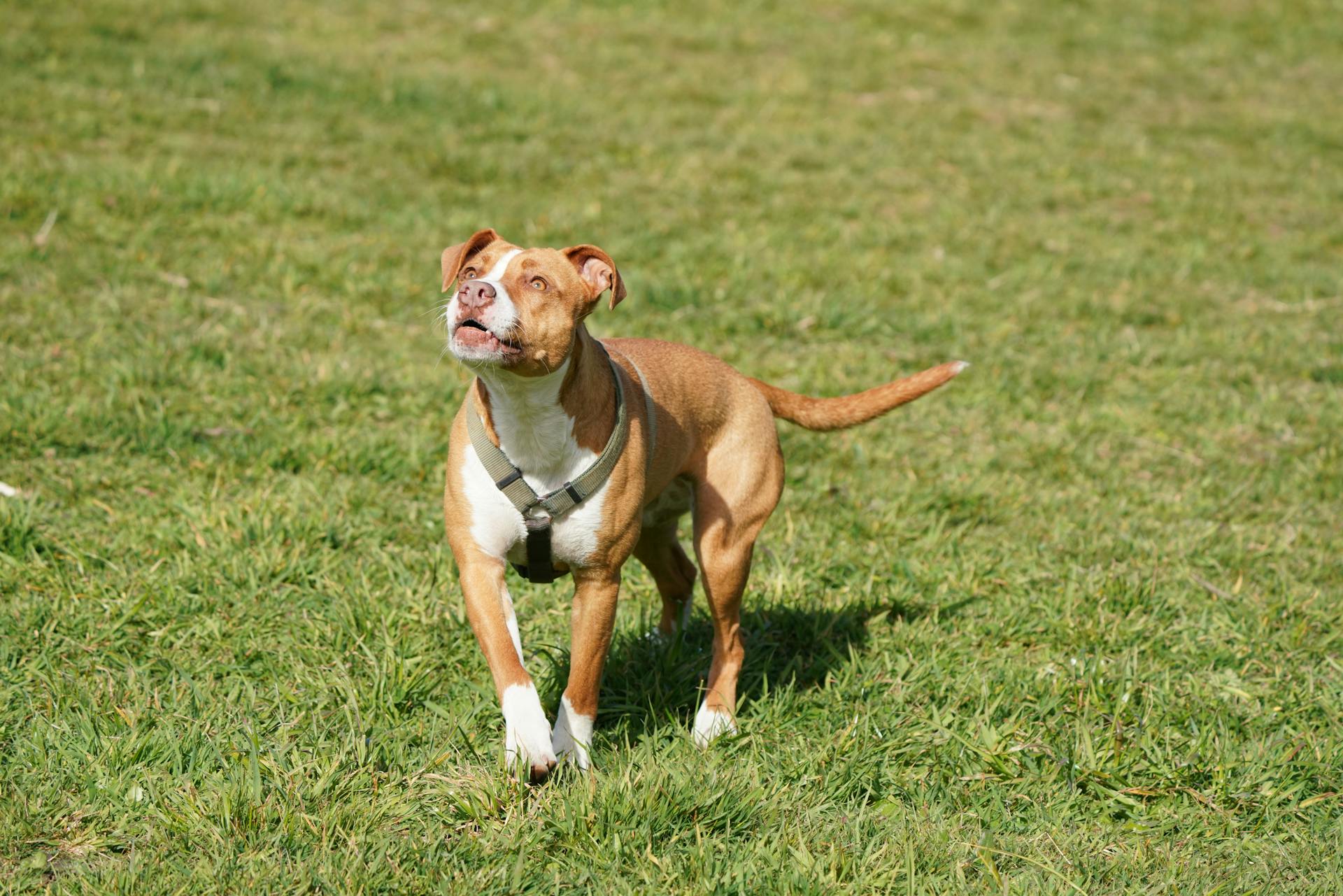 En brunvit pitbullhund på ett gräsfält