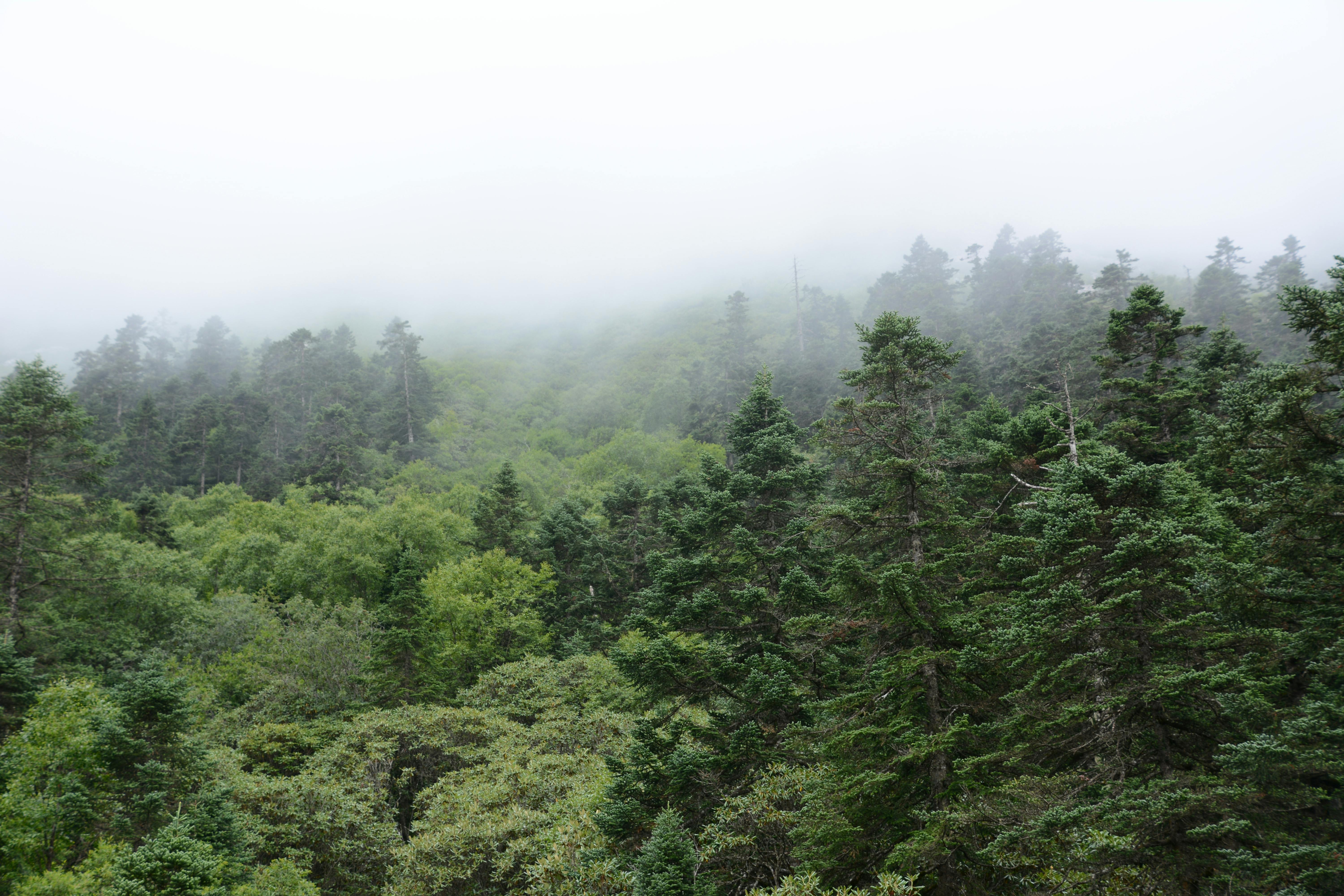 Free stock photo of fog, foggy, forest