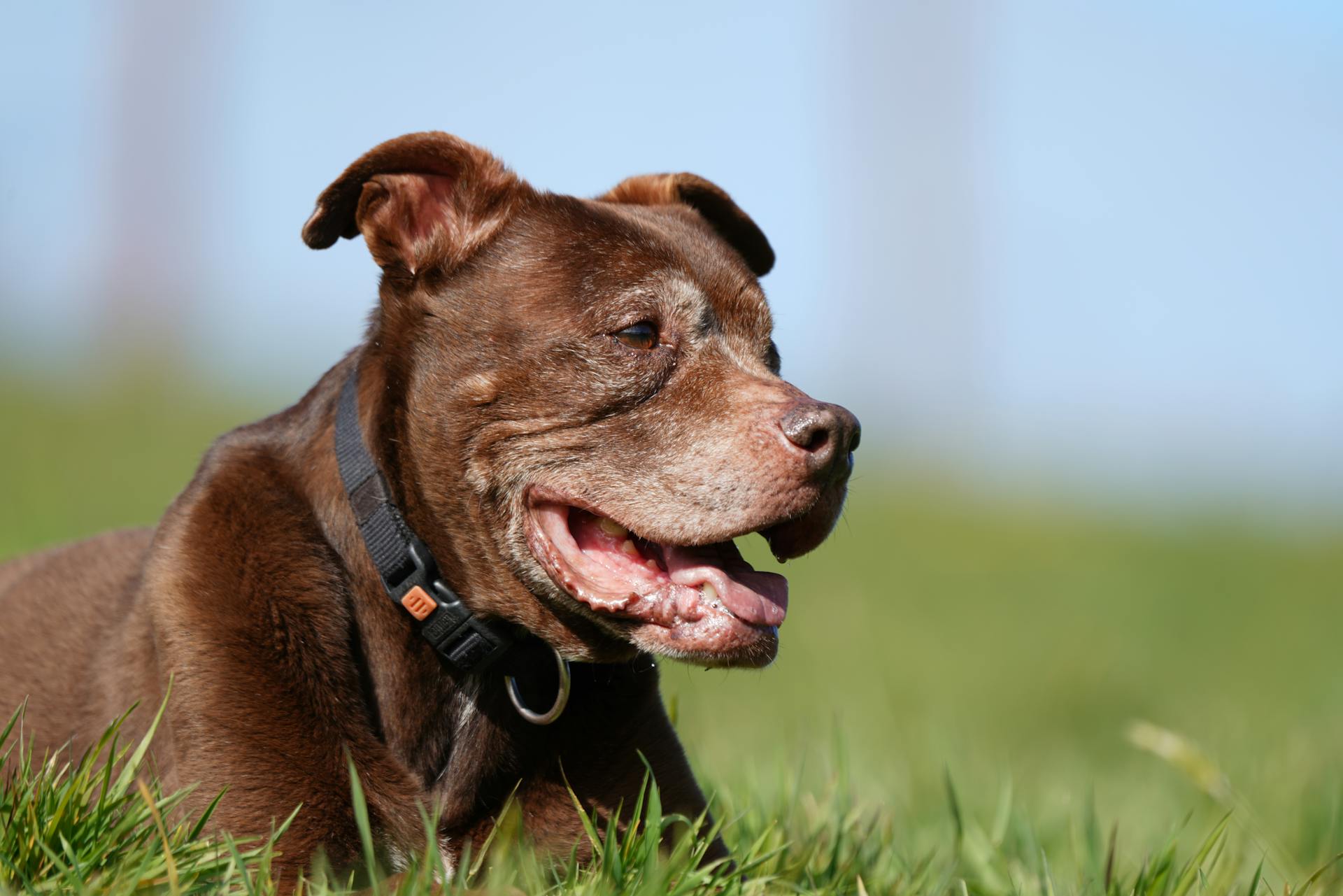 Närbild av en pitbull som ligger på gräset