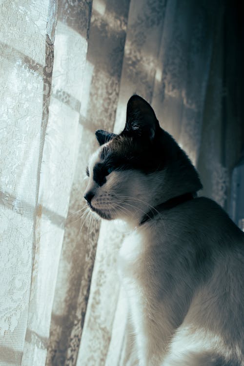 A Cat Sitting by the Window 