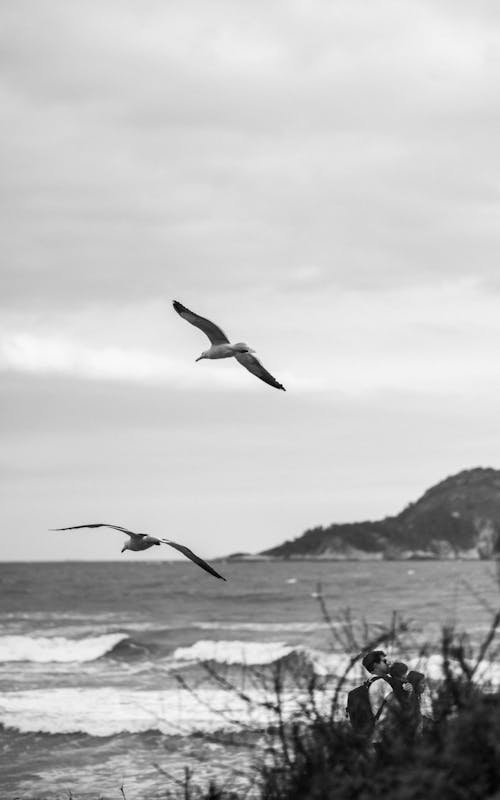 Seagulls Flying over the Shore 