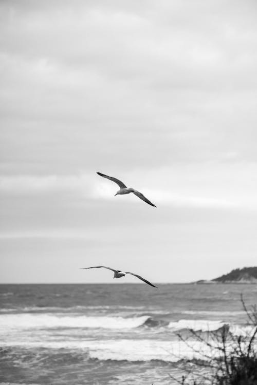 Seagulls Flying over Sea Shore in Black and White