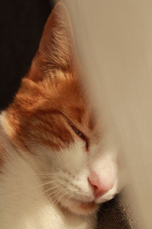 Free A serene close-up of a relaxed cat with orange and white fur in warm sunlight. Stock Photo