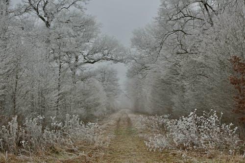 Grass Path in Frozen Forest
