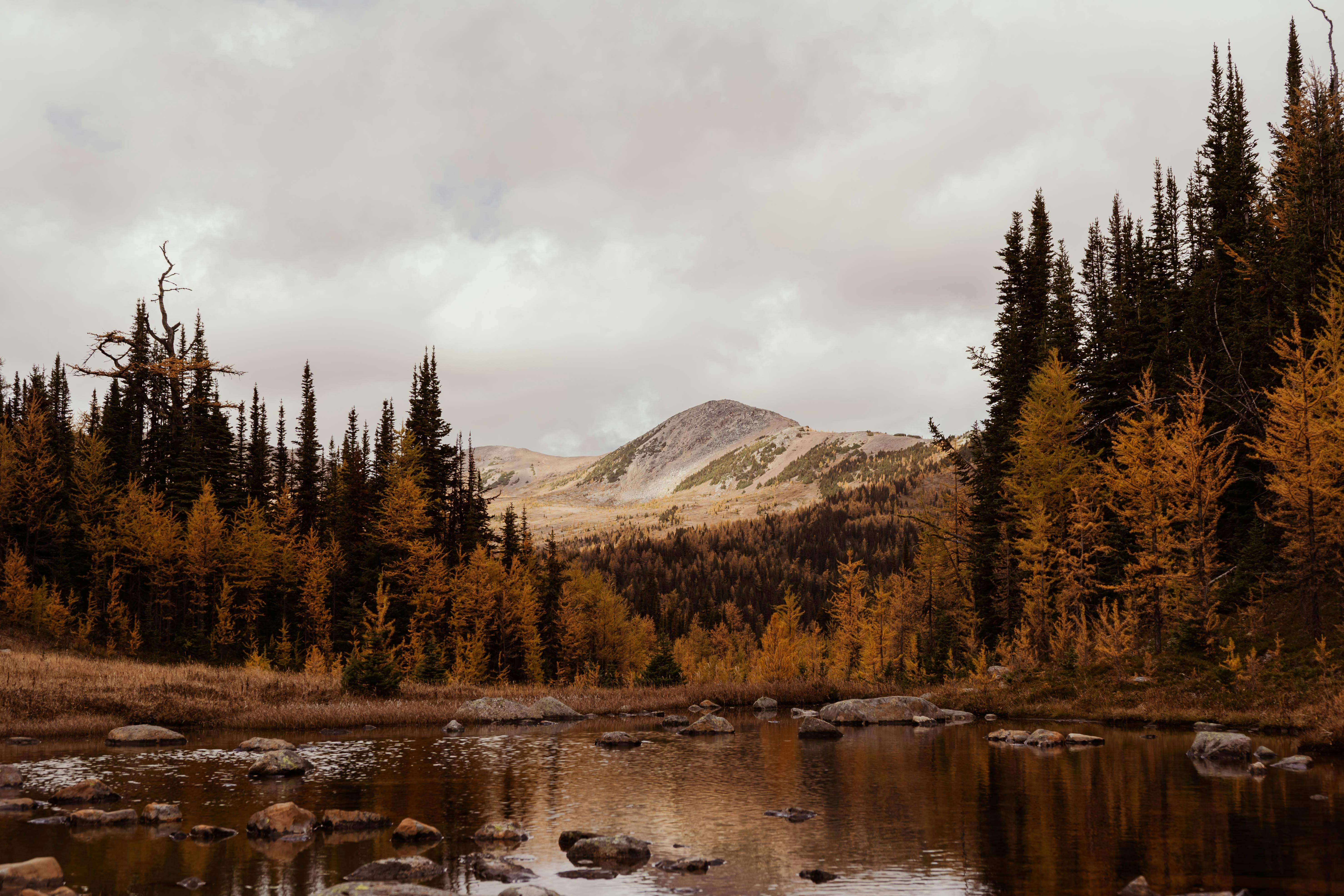Captivating fall landscape in Canmore featuring mountain, forest, and river scenery.