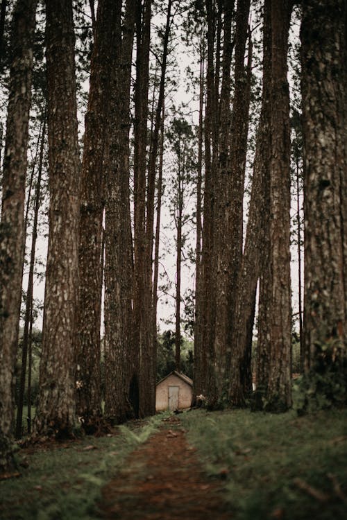 Wooden Hut in Coniferous Forest