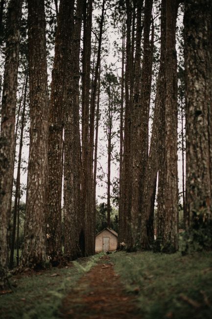 A cozy wooden hut nestled among towering pine trees in a serene forest setting.