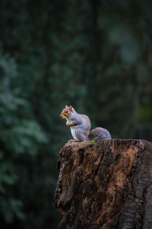 Free Close-up of a gray squirrel on a tree stump in a dense forest setting, capturing wildlife essence. Stock Photo