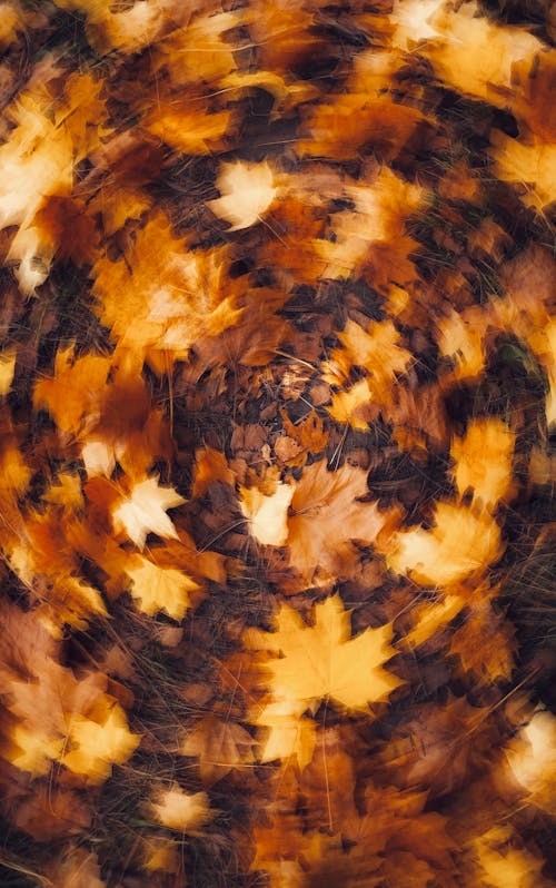 Blurred Autumnal Leaves on Ground