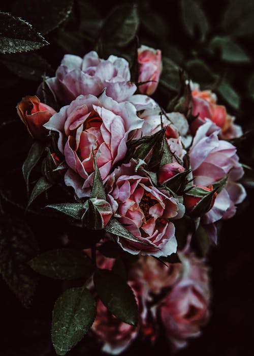 Gratis stockfoto met bloem, roos, roze