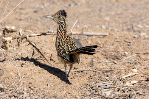 Close up of Greater Roadrunner