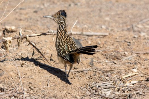 Wild greater roadrunner standing on arid ground, showcasing its striking plumage.
