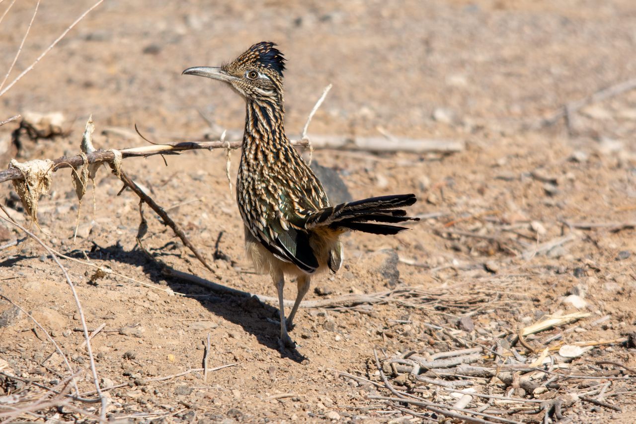 wild greater roadrunner standing on arid ground showcasing its strikin