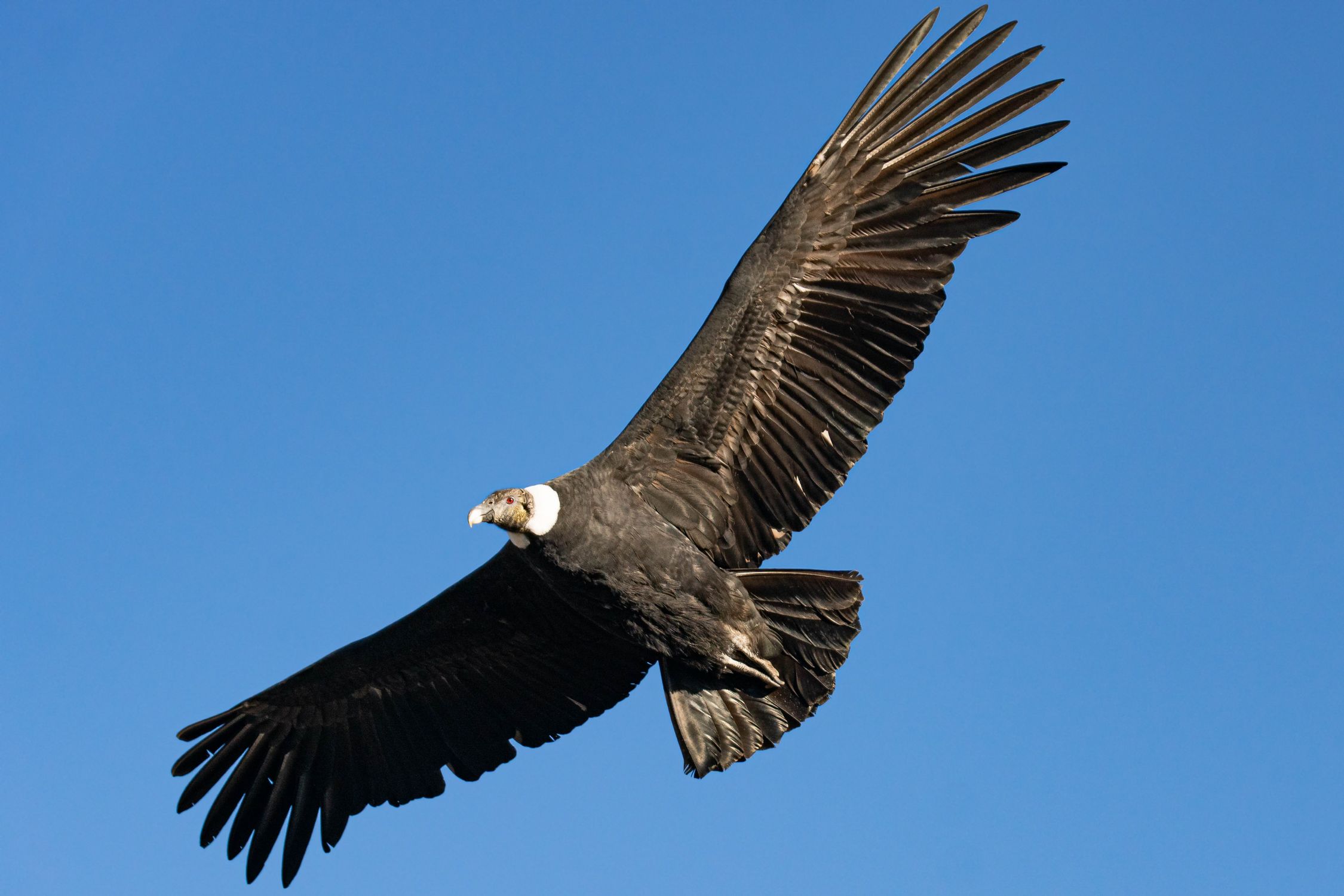 Condor Flying on Sky · Free Stock Photo