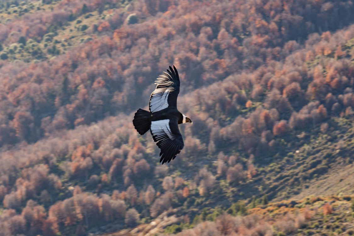 Close-up of a Flying Andean Condor above Autumnal Trees on a Hill ...