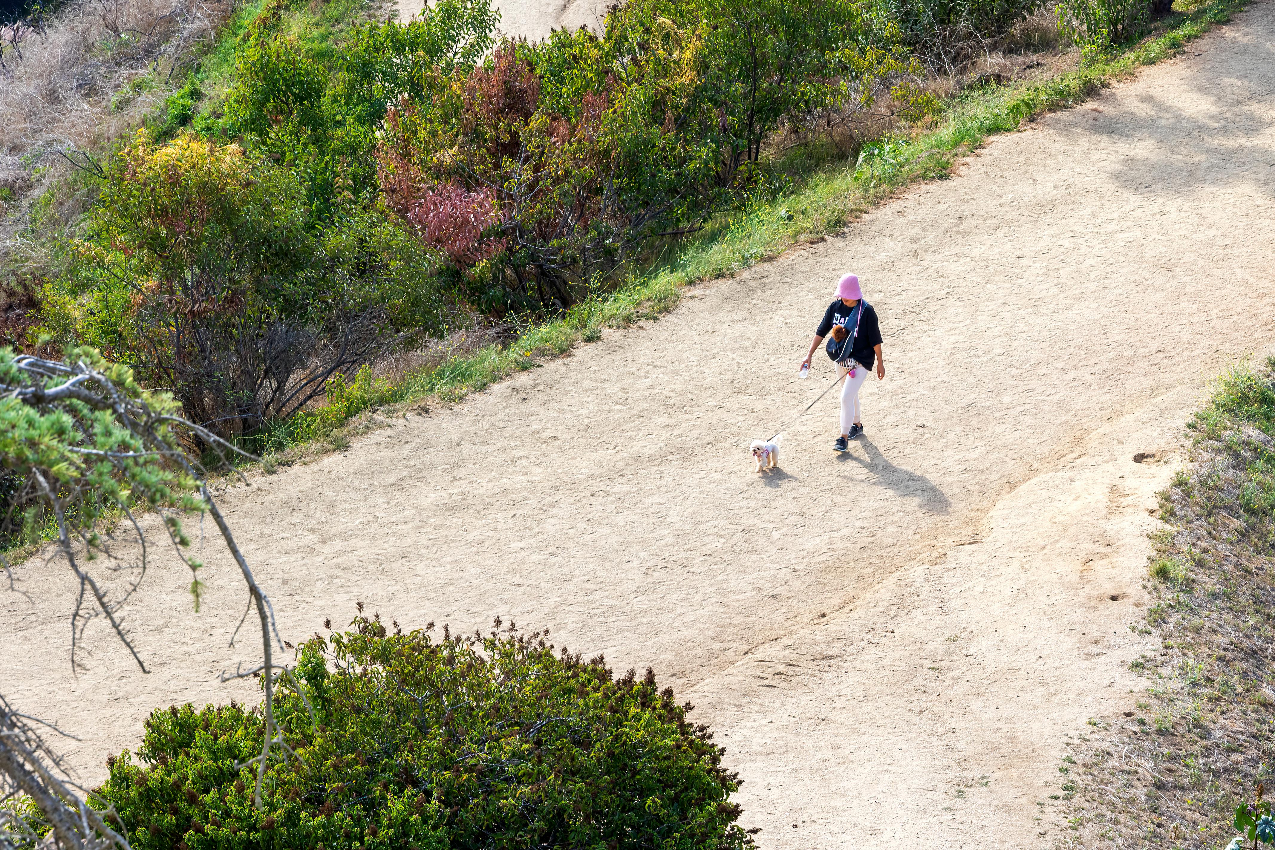 Pes odmítá projít konkrétní cestou. Někdy to není projev neposlušnosti.