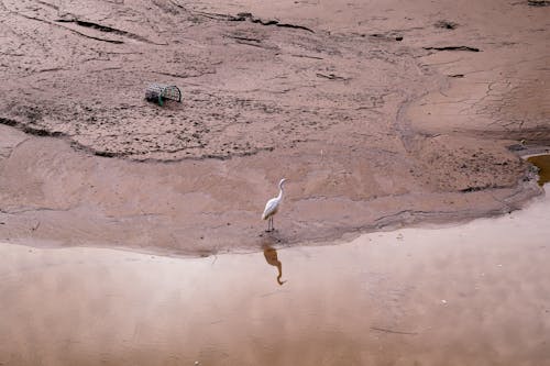 Foto d'estoc gratuïta de au, fang, fotografia d'animals