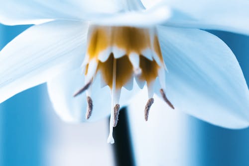 Gratis lagerfoto af blomst, blomstrende, påskelilje