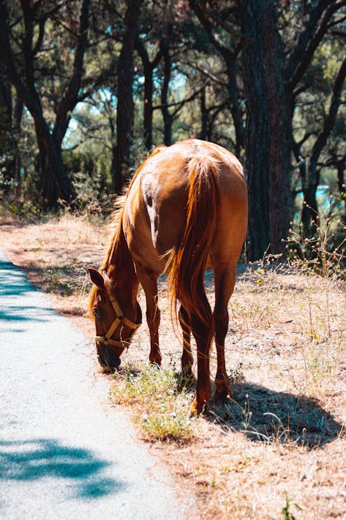 Základová fotografie zdarma na téma asfalt, hnědá, kůň