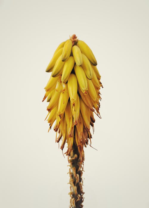 Bananas on Tree