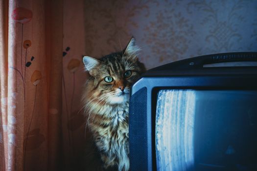 Adorable fluffy cat sitting by a vintage TV in a cozy living room setting.