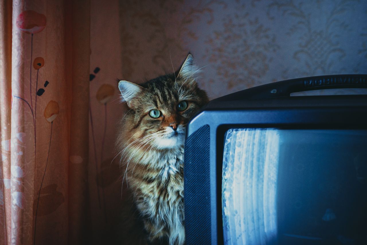 adorable fluffy cat sitting by a vintage tv in a cozy living room sett