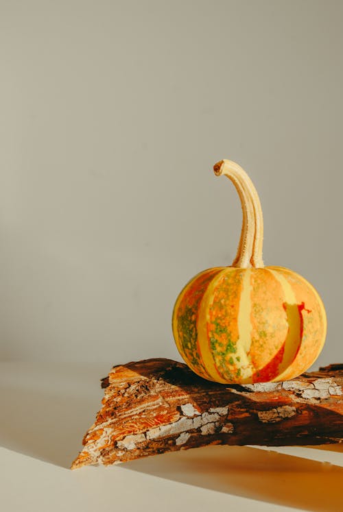 Pumpkin on Tree Trunk