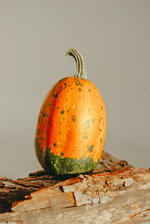 Orange Pumpkin with Green Spots 